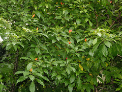 Leuenbergeria bleo