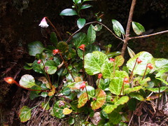 Shortia rotundifolia