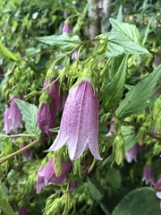 Campanula punctata