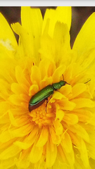 Psilothrix viridicoerulea