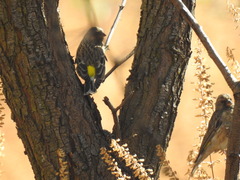 Crithagra atrogularis atrogularis