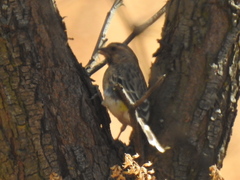 Crithagra atrogularis atrogularis