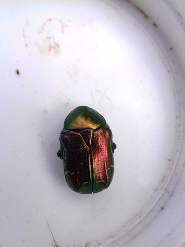 Green rose chafer