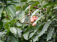 Pometia pinnata