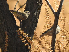 Crithagra atrogularis atrogularis