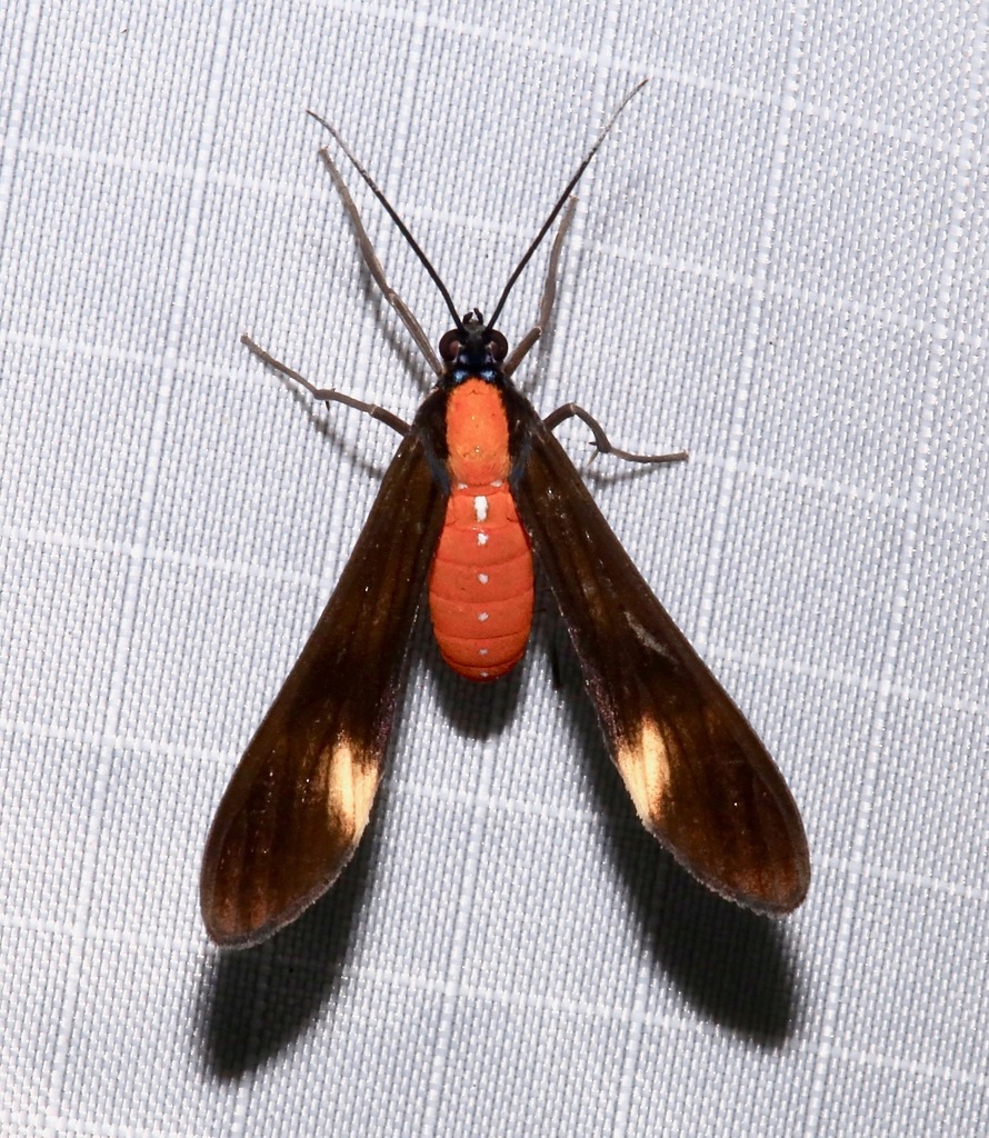 Rhynchopyga elongata