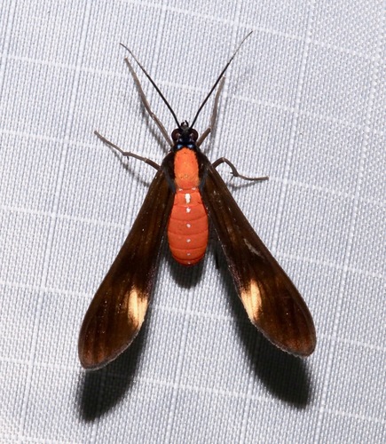 Rhynchopyga elongata