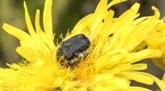 Tropinota squalida canariensis