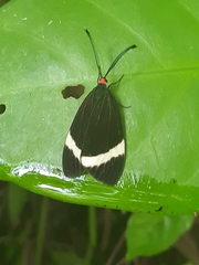 Pidorus
