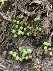 Mannia gracilis