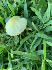 Leucocoprinus birnbaumii image