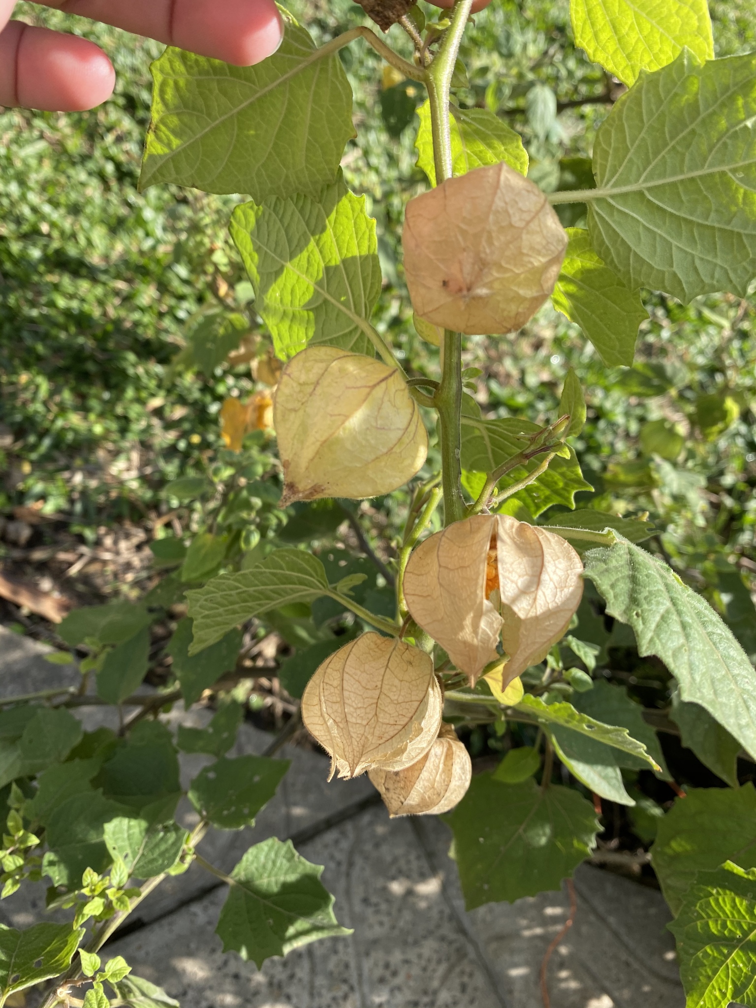 Physalis peruviana