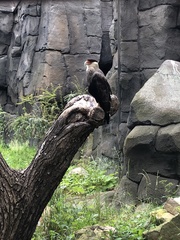 Caracara