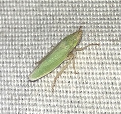 Draeculacephala floridana