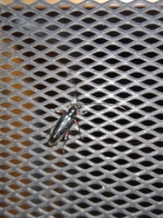 Stenosphenus sobrius