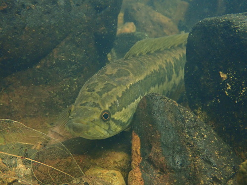 Blotched Snakehead