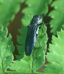 Agrilus bilineatus