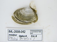 Macoma calcarea
