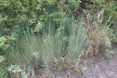 Thinopyrum intermedium