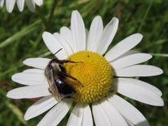 Apidae