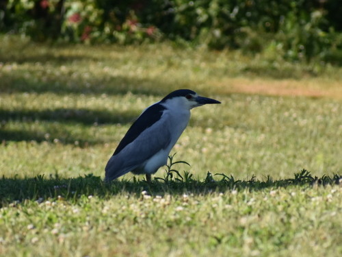 Black-crowned Night Heron photographed in Rhode Island