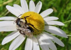 Apidae