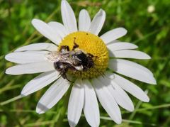 Apidae