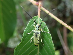 Saperda ocelota