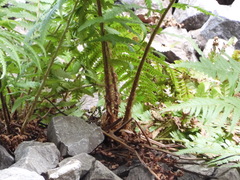 Dryopteris filix-mas