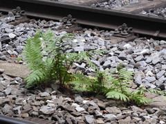 Dryopteris filix-mas