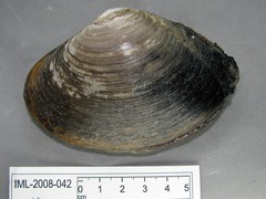 Mactromeris polynyma