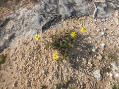 Euryops ericoides