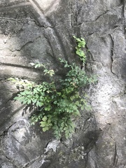 Asplenium ruta-muraria