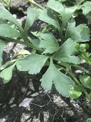 Asplenium ruta-muraria