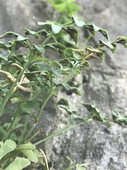 Asplenium ruta-muraria