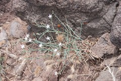 Stephanomeria tenuifolia