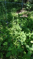 Megisto cymela cymela