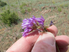 Astragalus hallii fallax