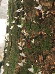 Dolichomitus irritator