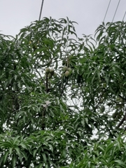 Mangifera indica