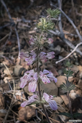 Collinsia tinctoria