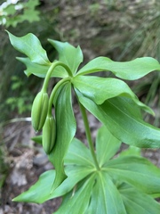 Lilium washingtonianum