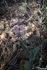 Collinsia tinctoria