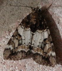 Catocala connubialis