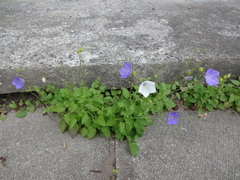 Campanula carpatica