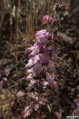 Collinsia tinctoria