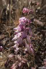 Collinsia tinctoria