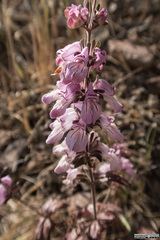 Collinsia tinctoria