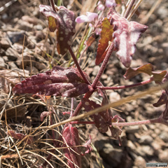 Collinsia tinctoria