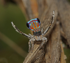 Maratus tasmanicus
